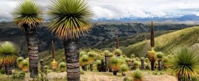 Ayacucho
