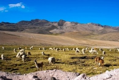 Arequipa 